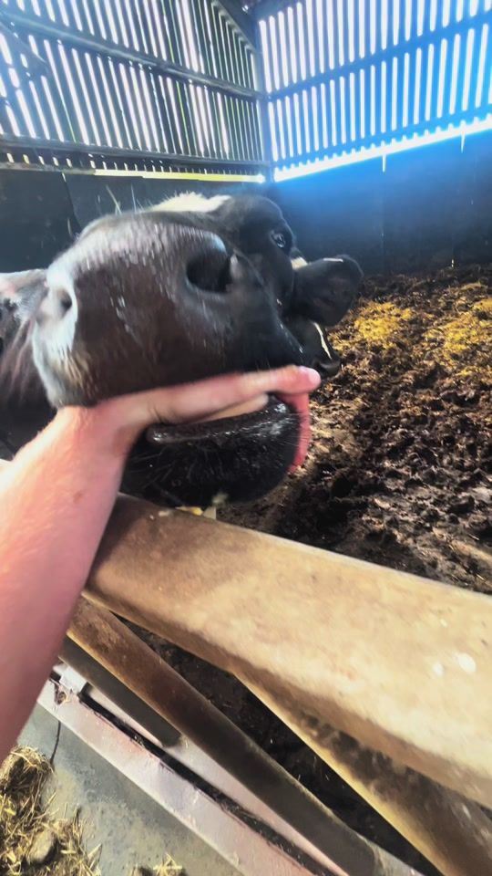 TikTok video thumbnail by tomoskear