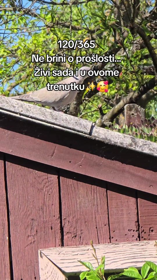 TikTok video thumbnail by greenart.holistic