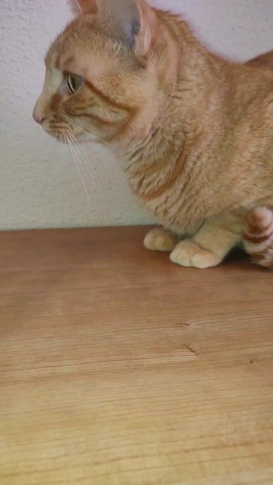 TikTok video thumbnail by _animals_house_tv