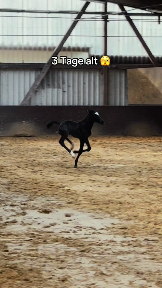 TikTok video thumbnail by eileenhupp