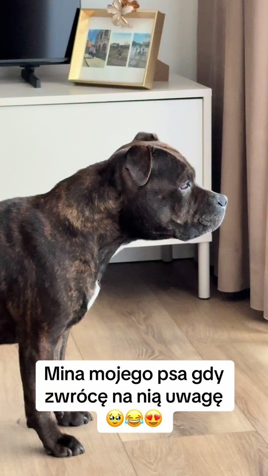 TikTok video thumbnail by staffiksalsa