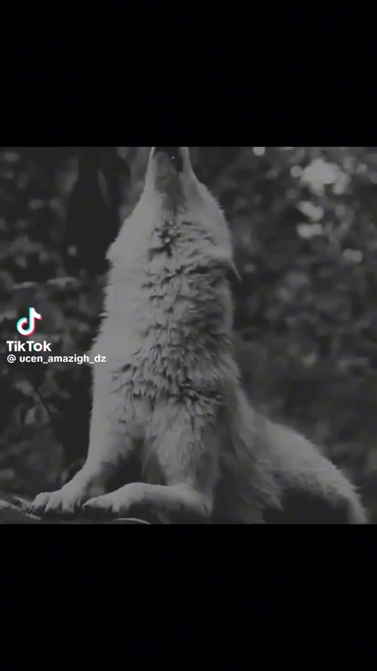 TikTok video thumbnail by jasminkaposavec