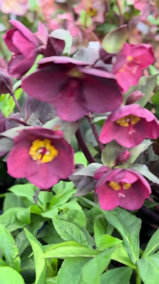 TikTok video thumbnail by maciej.plants
