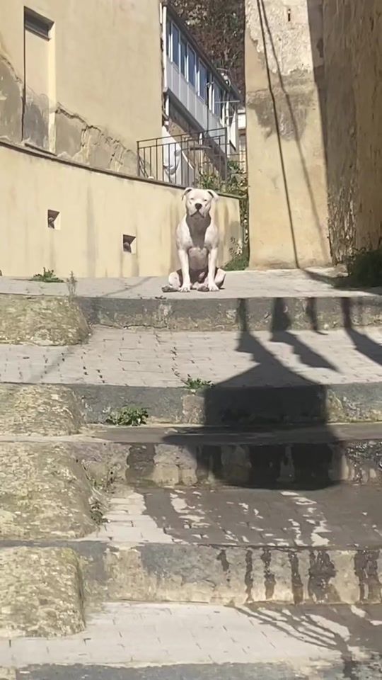 TikTok video thumbnail by robertotorregros