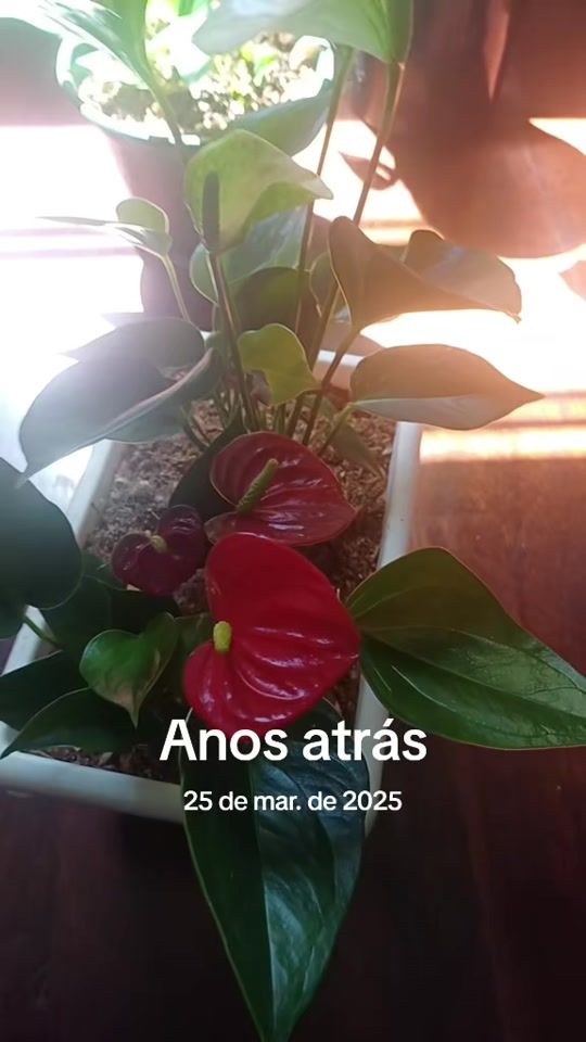 TikTok video thumbnail by mariacarmo980