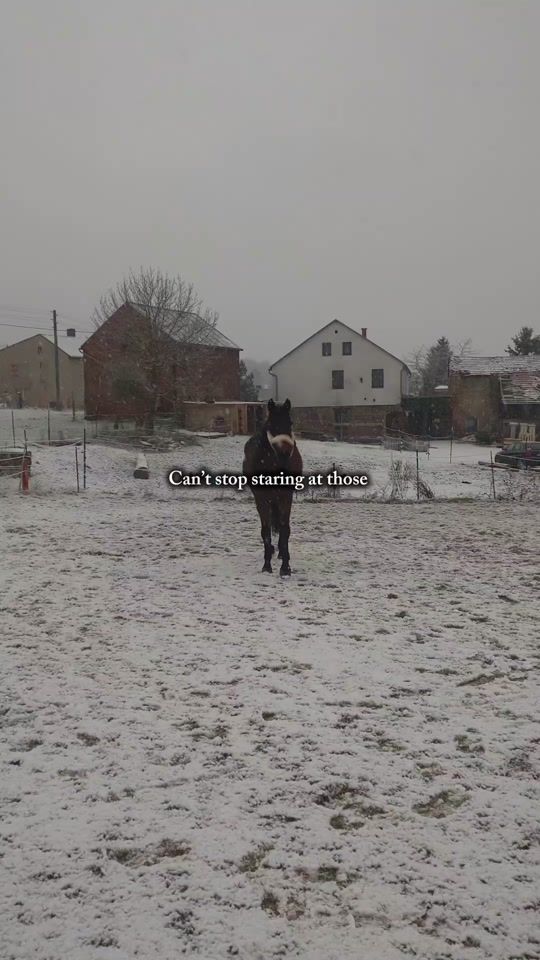 TikTok video thumbnail by nali.horses