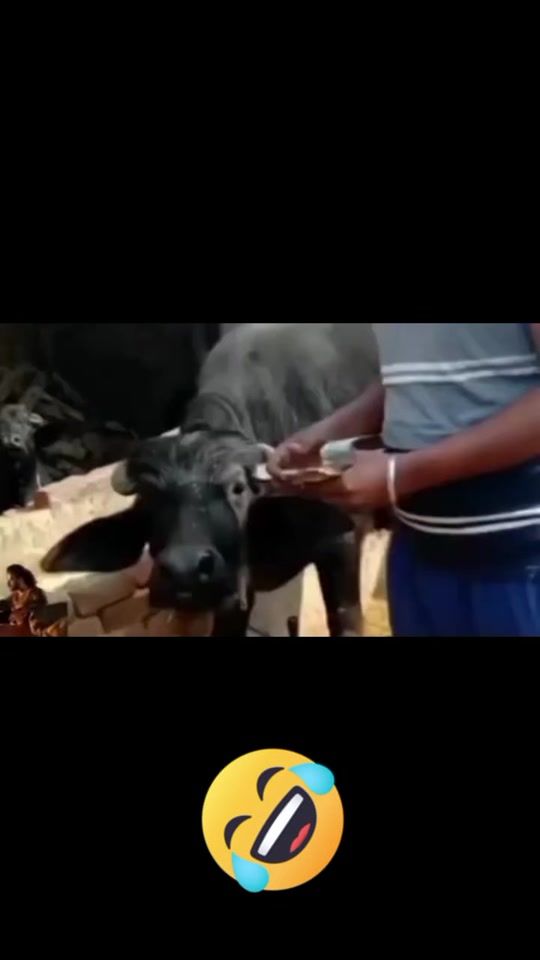 TikTok video thumbnail by laughfactory4u