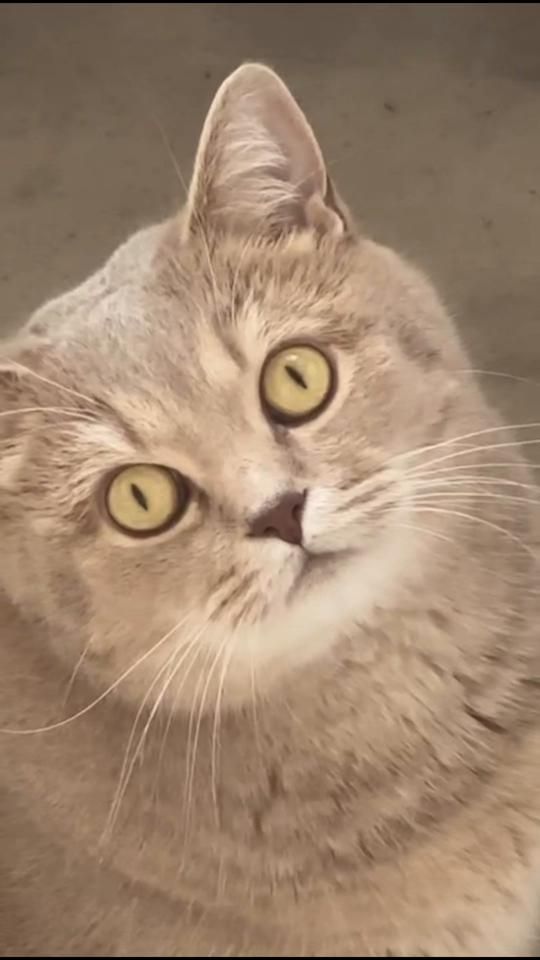 TikTok video thumbnail by mugumeow