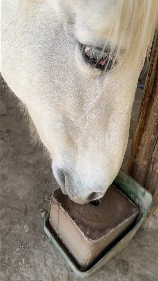 TikTok video thumbnail by vivirenmanada