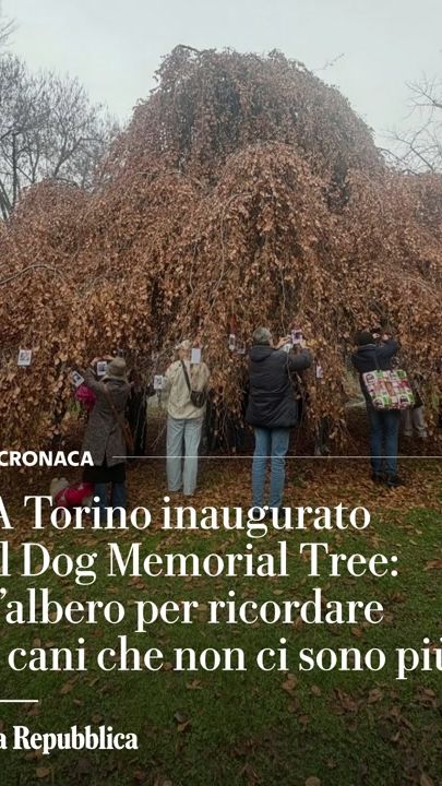 TikTok video thumbnail by la.repubblica