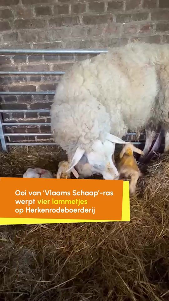 TikTok video thumbnail by hbvl_be