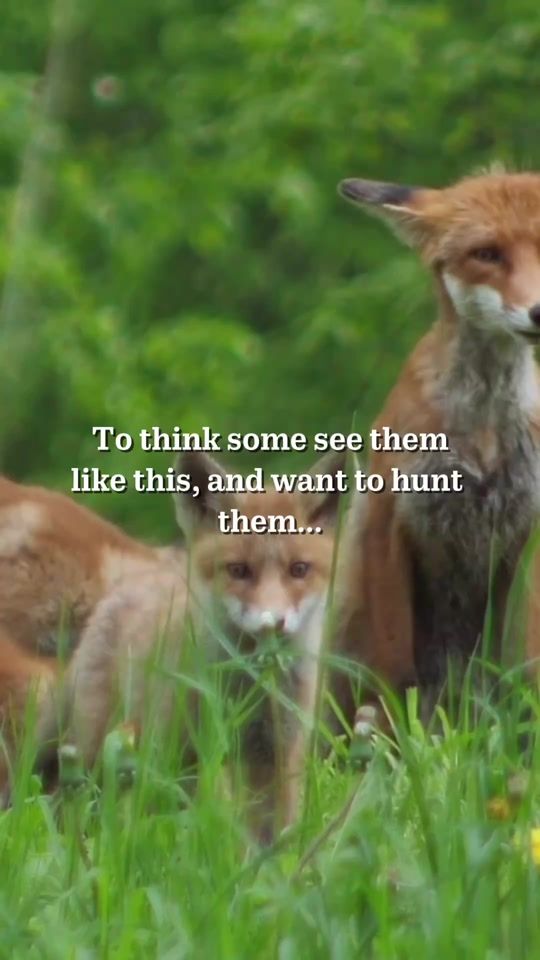 TikTok video thumbnail by protectthewild_