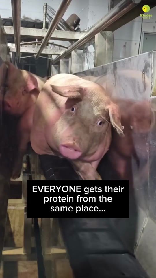 TikTok video thumbnail by vegan.f.t.a