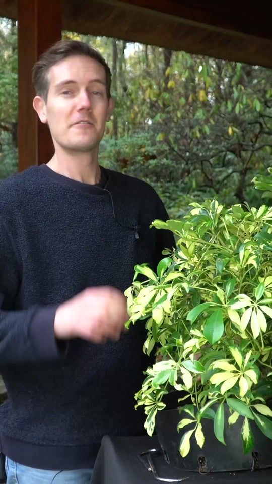 TikTok video thumbnail by bonsaiempire.com