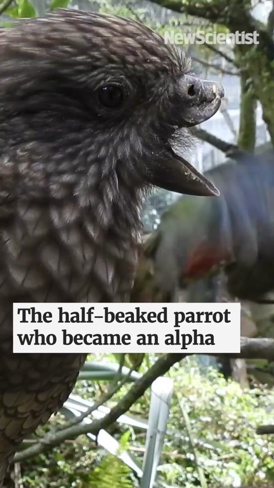 TikTok video thumbnail by newscientist