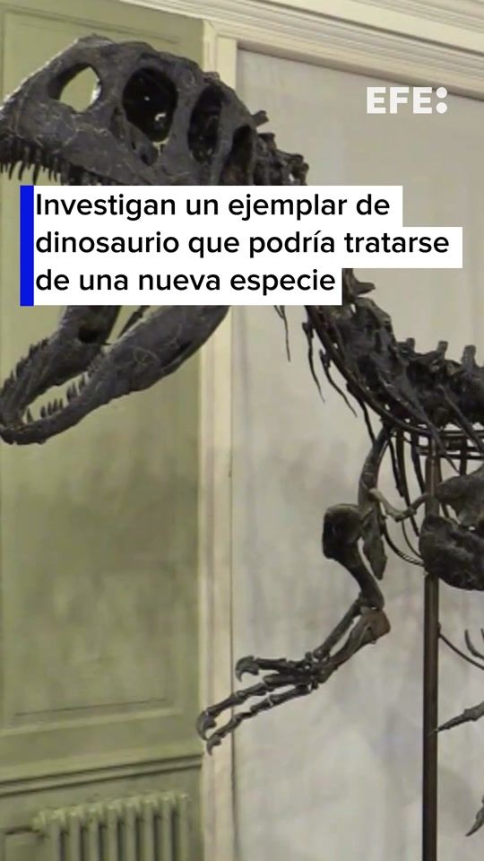 TikTok video thumbnail by efenoticias