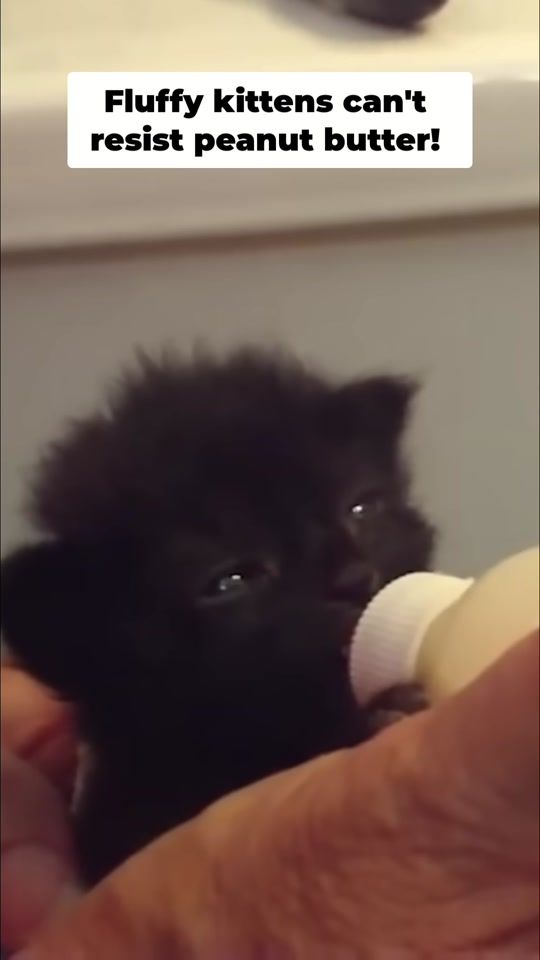 TikTok video thumbnail by 4cats2023