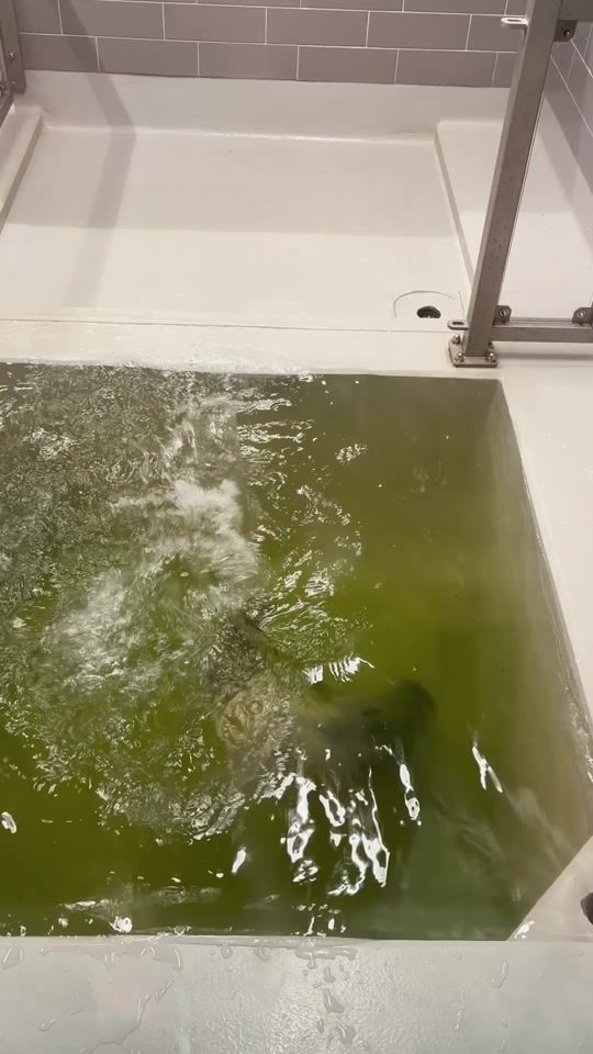 TikTok video thumbnail by sealcentrepieterburen