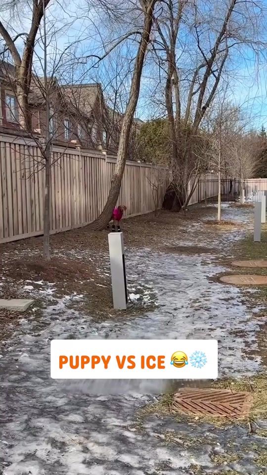 TikTok video thumbnail by pawsomepets