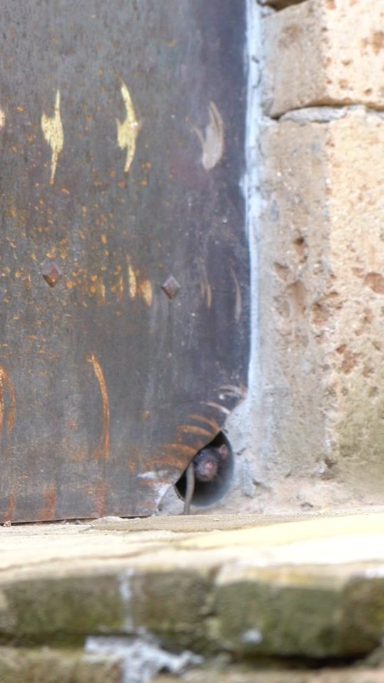 TikTok video thumbnail by dierenparkamersfoort