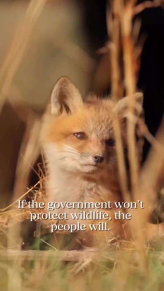 TikTok video thumbnail by protectthewild_