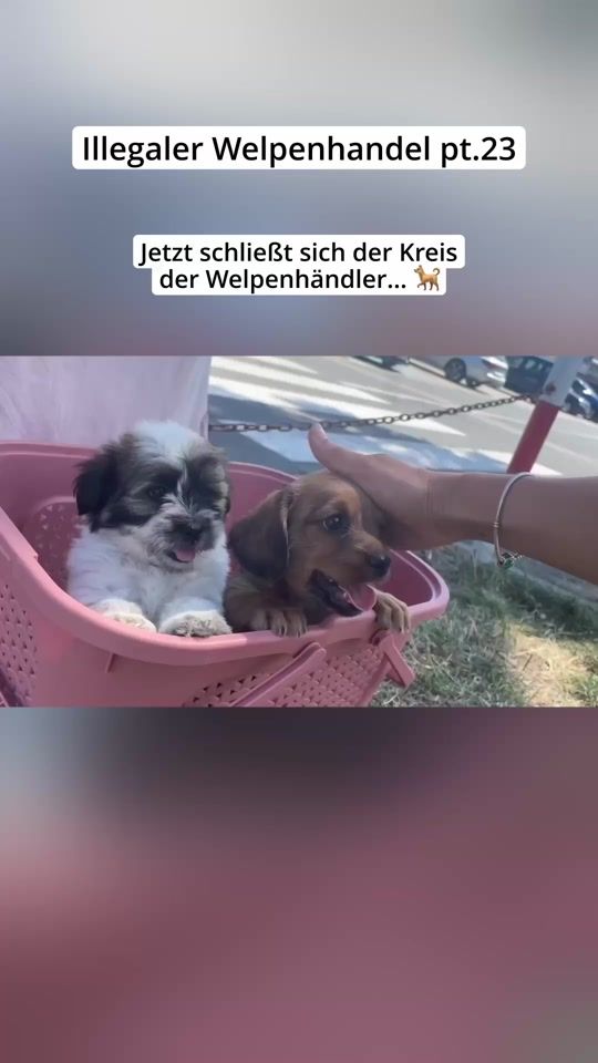 TikTok video thumbnail by _hunderunde_