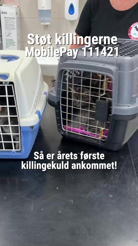 TikTok video thumbnail by dyrevaernet
