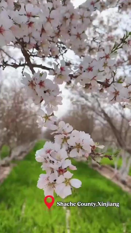 TikTok video thumbnail by hello_xinjiang