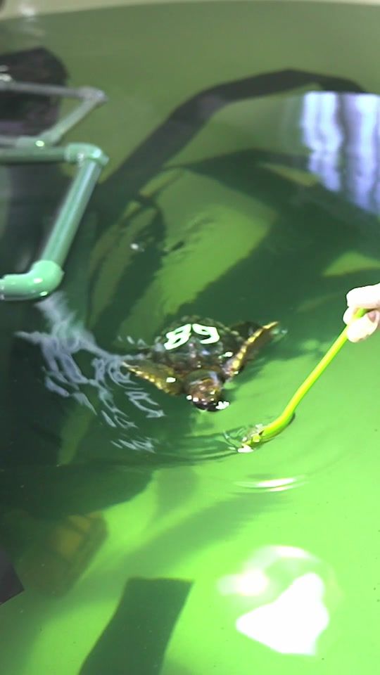 TikTok video thumbnail by xtrauss