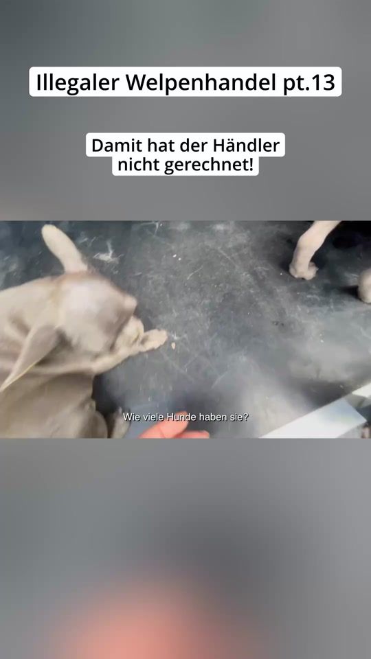 TikTok video thumbnail by _hunderunde_